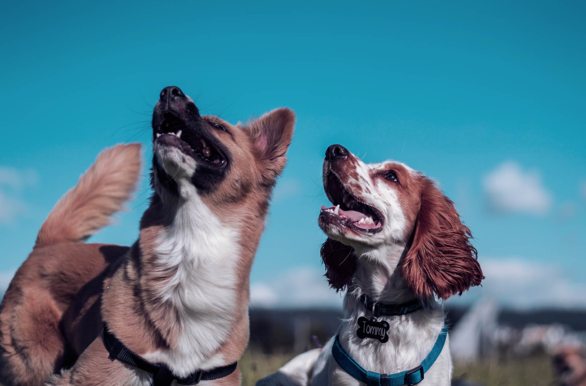 Two brown and white dogs looking towards the sky against a bright blue sky.